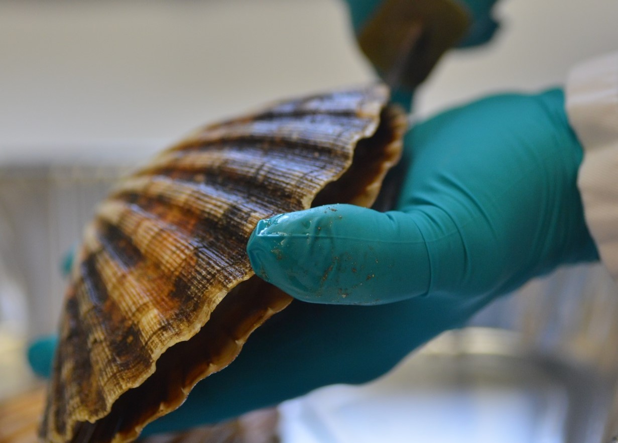 a person opening a shellfish