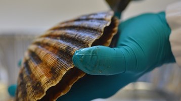 a person opening a shellfish