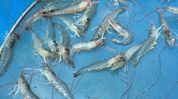 shrimp in a net