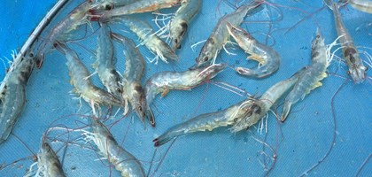 shrimp in a net
