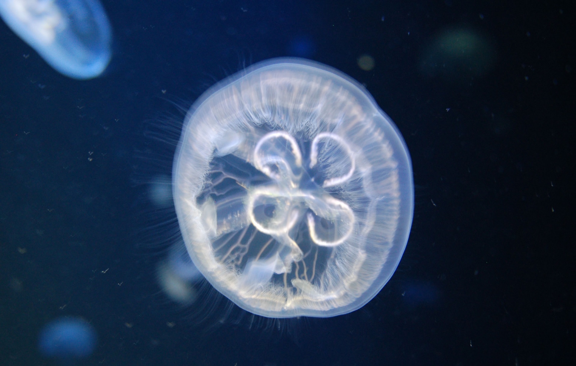 a jellyfish