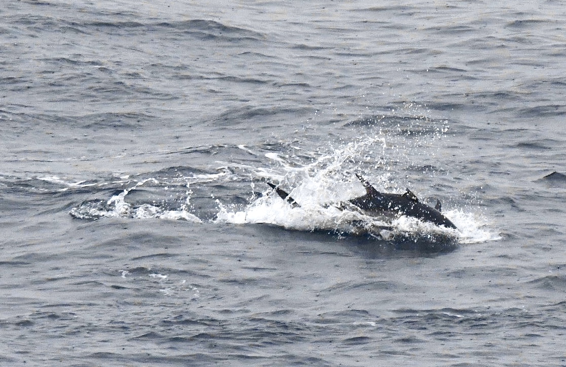 Bluefin tuna swimming in the sea