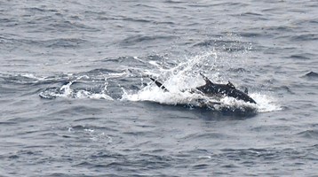 Bluefin tuna swimming in the sea