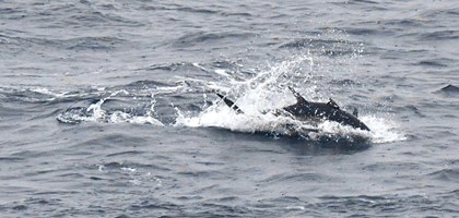 Bluefin tuna swimming in the sea