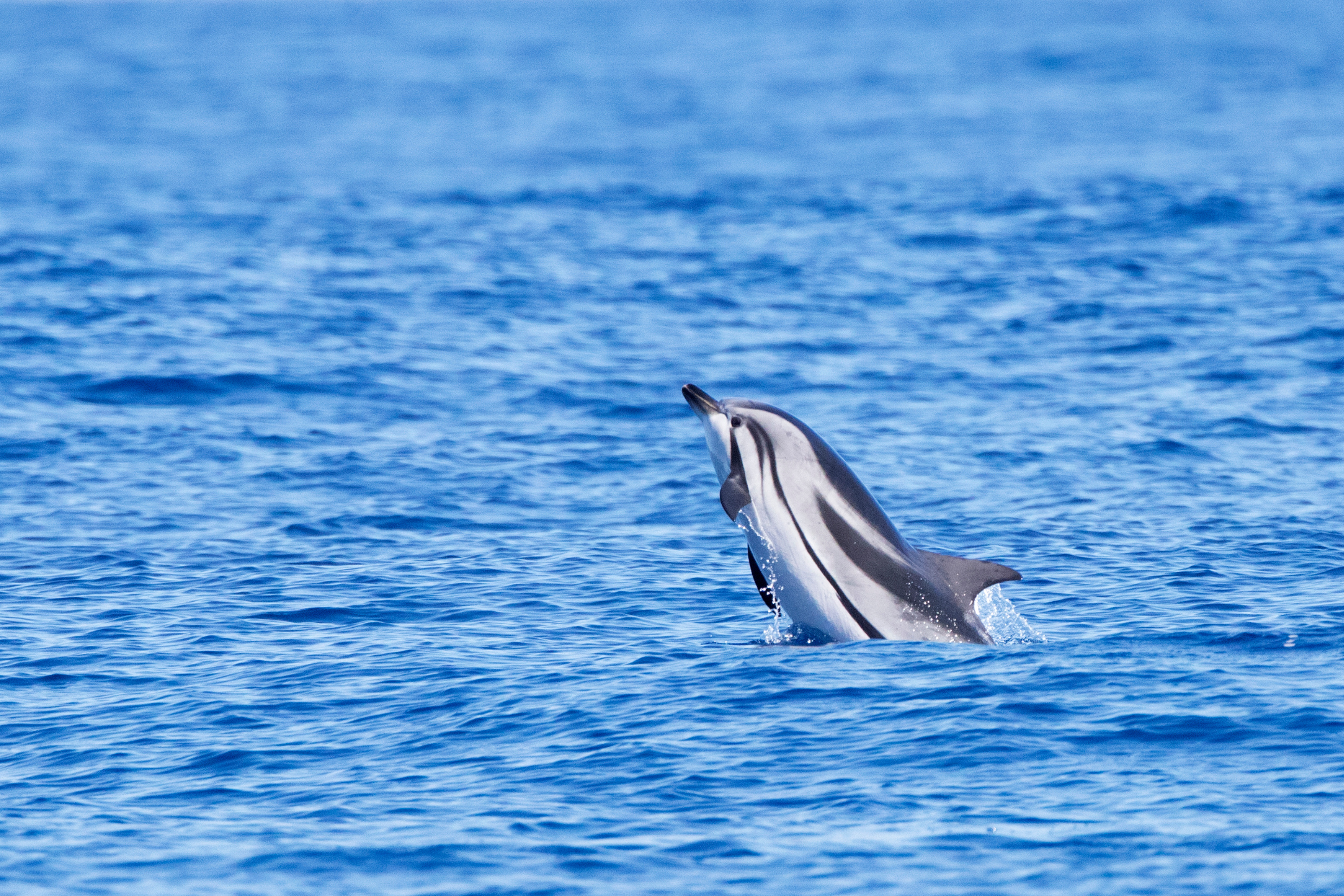 Striped dolphin in the Azores, Portugal. Image credit: Canva. Alt text: a dolphin in the sea.