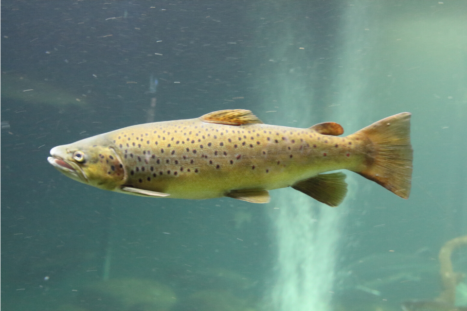 atlantic salmon