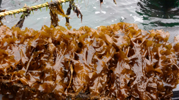 Saccharina latissima, sugar kelp, cultivated in the UK. Credit: Cefas