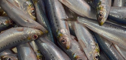 sardines