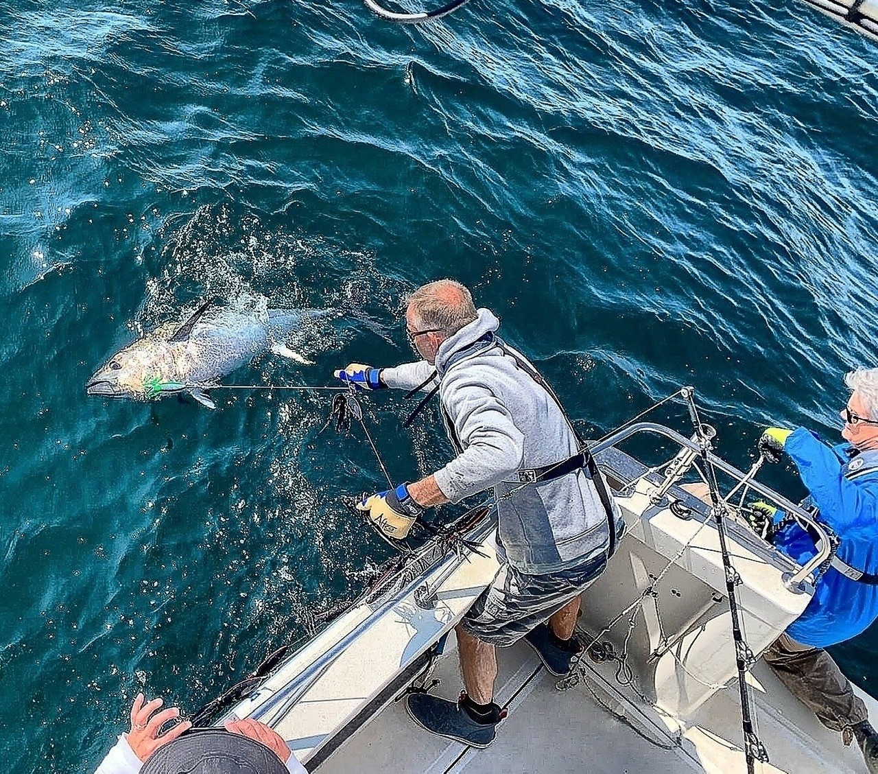 Once disappeared bluefin tuna was prized and now returns to UK waters in  the South West