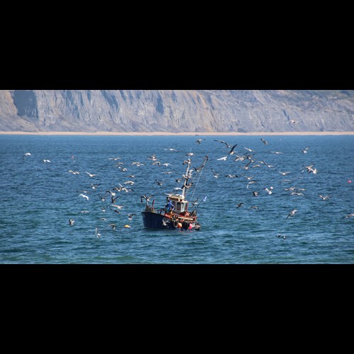 a fishing boat on sea surrounded by birds