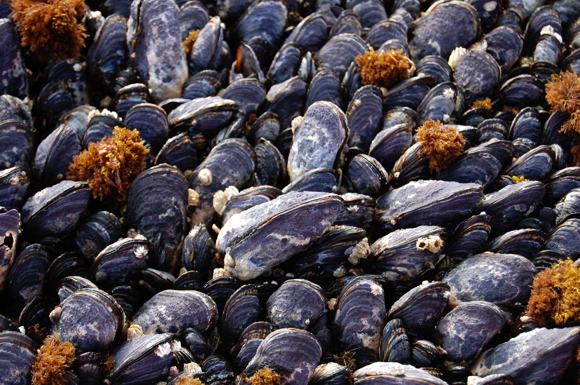 mussels