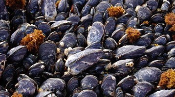 mussels