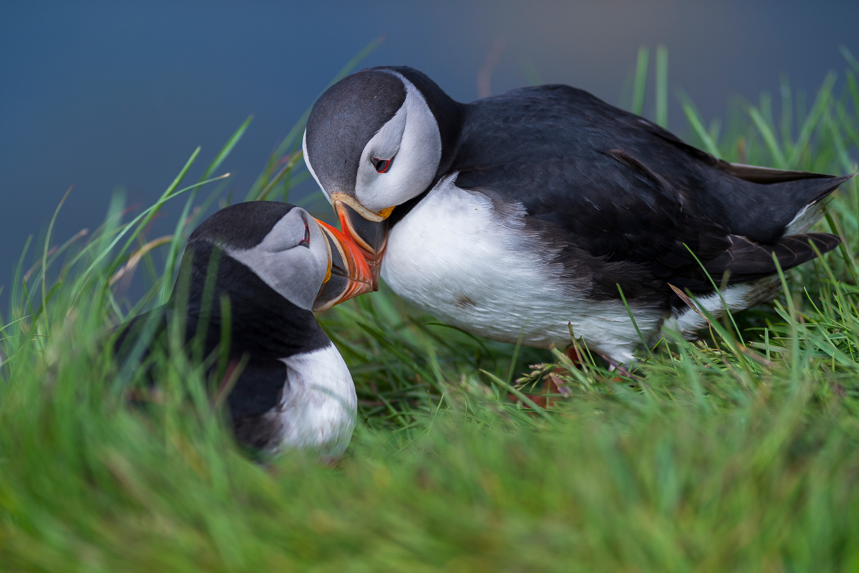 Atlantic puffins in the West Fjords, Iceland. Image credit: Canva. Alt text: two birds in the grass.