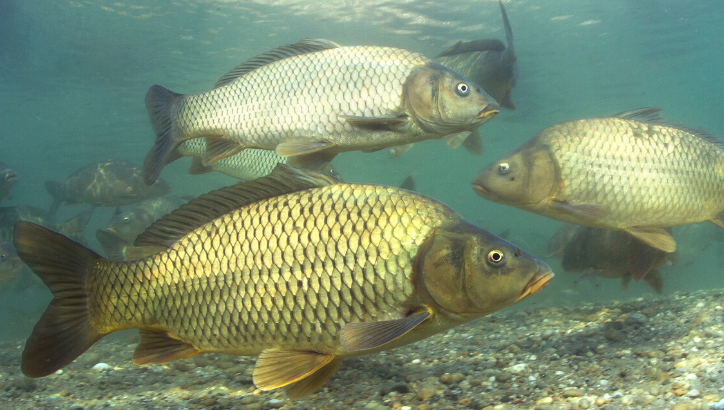 carp underwater