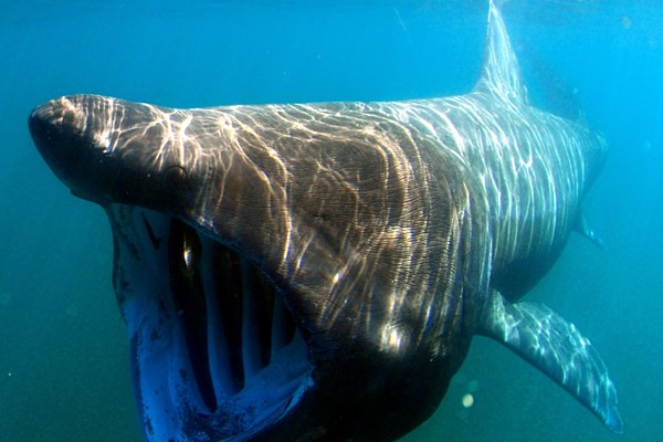 Basking shark