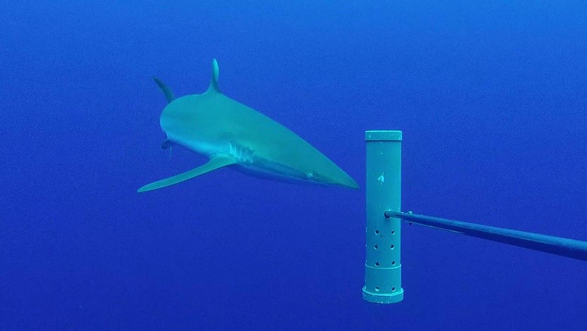 Silky shark at Ascension Island