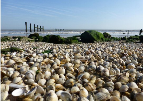 Image of cockles on Shellness Beach, Kent