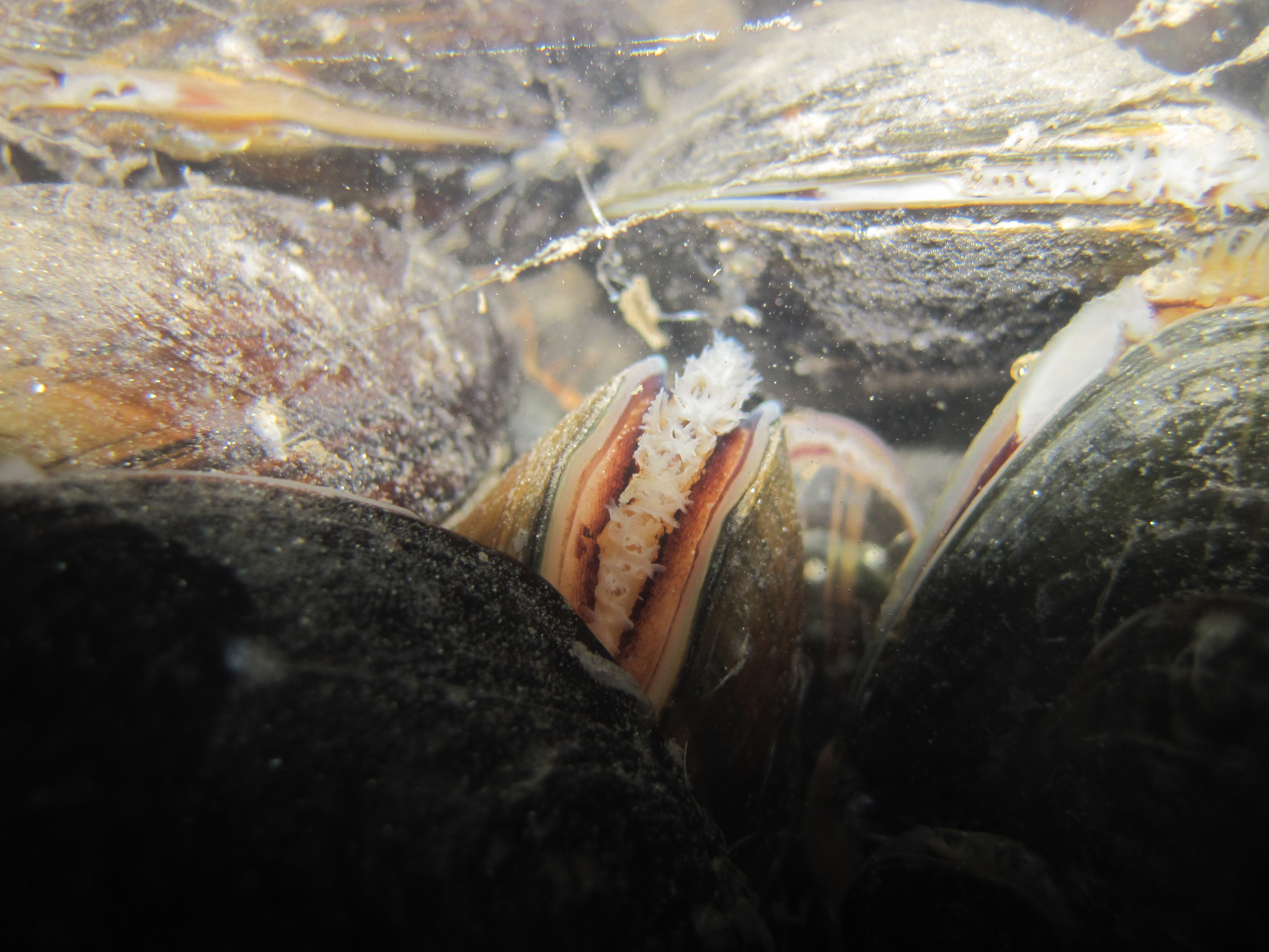 mussels underwater