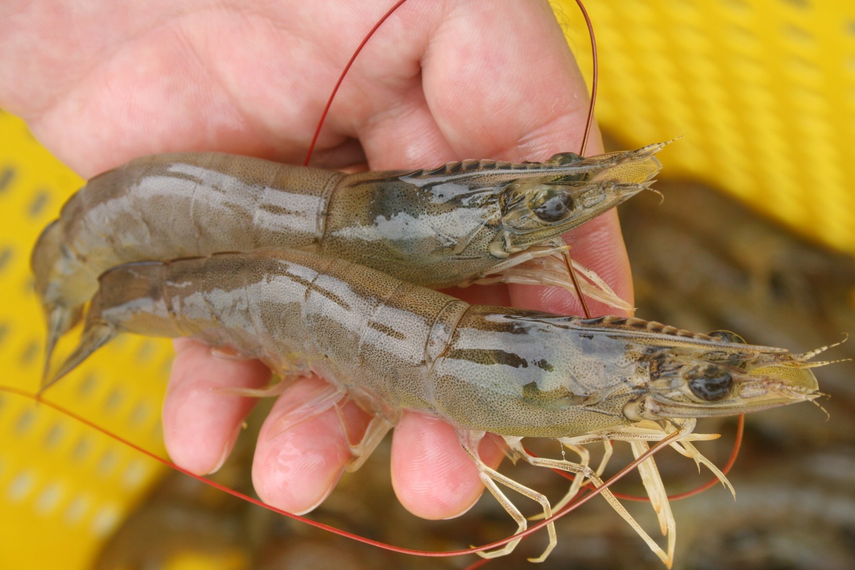 Combatting disease outbreaks in aquaculture