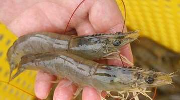 Combatting disease outbreaks in aquaculture