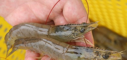 Combatting disease outbreaks in aquaculture 