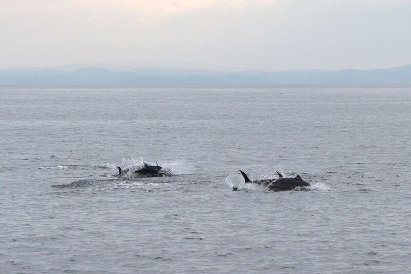 bluefin tuna in the sea