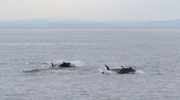 bluefin tuna in the sea