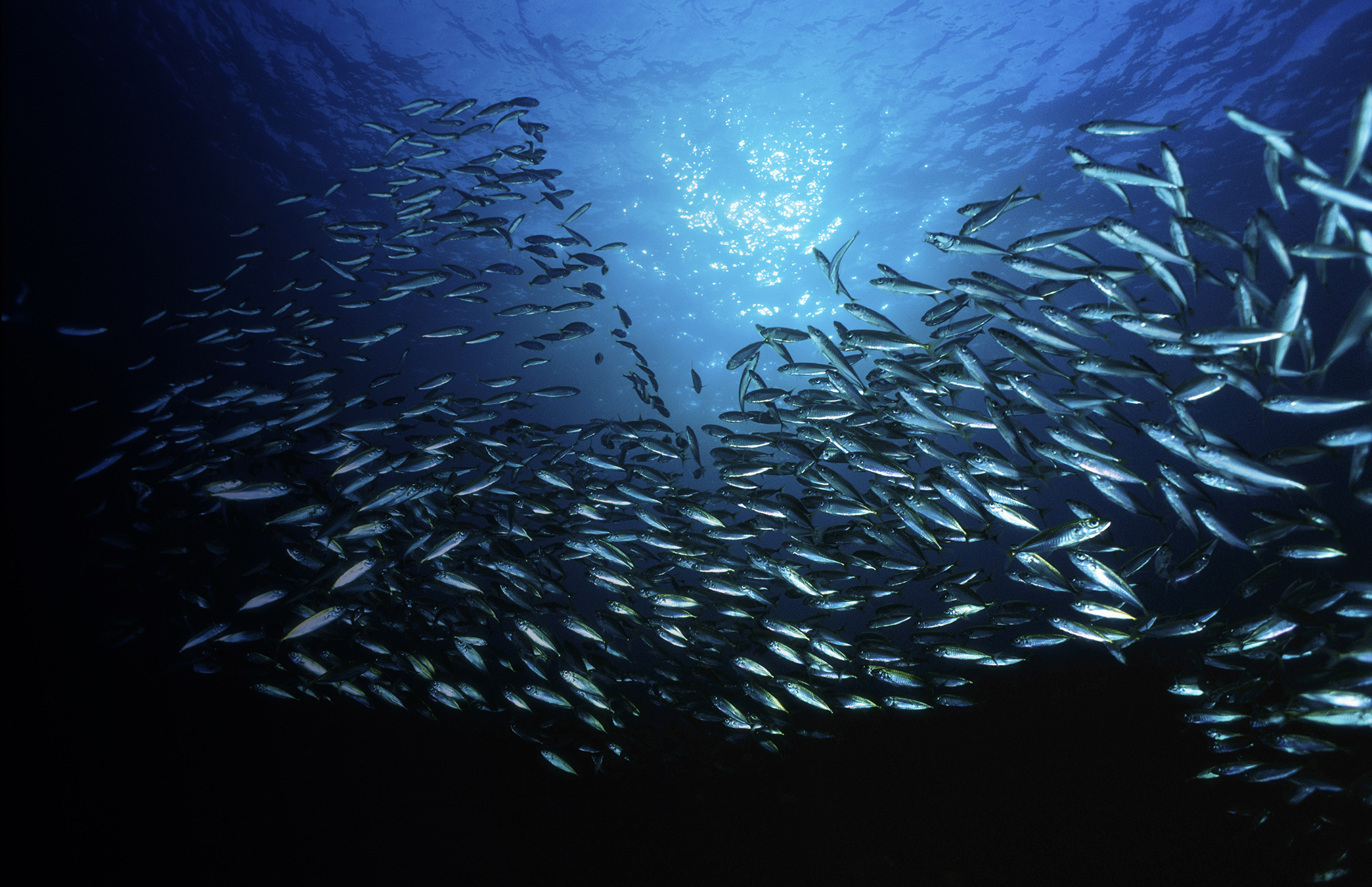 A picture of fish under water with the sun shining through from above.