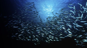 A picture of fish under water with the sun shining through from above.