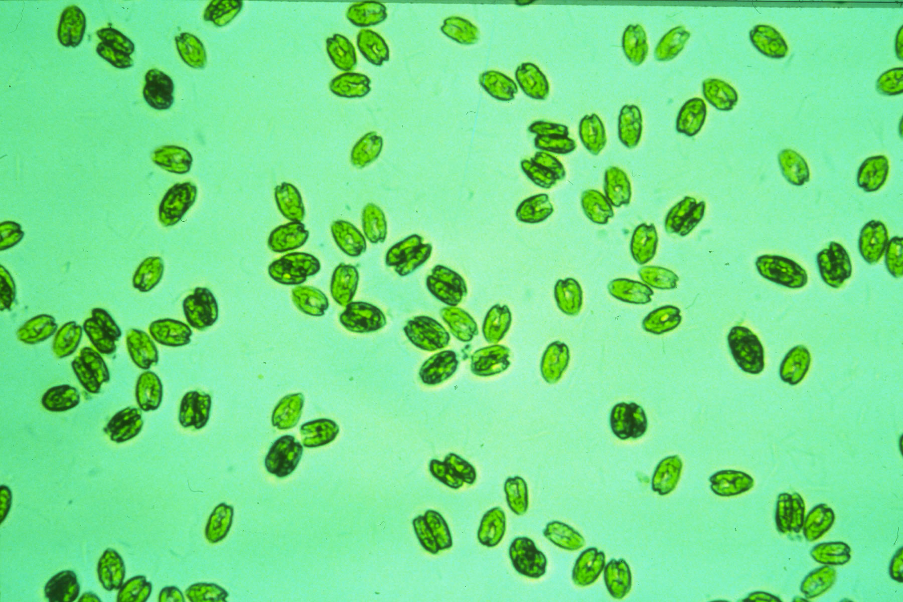 microscope image of green algea