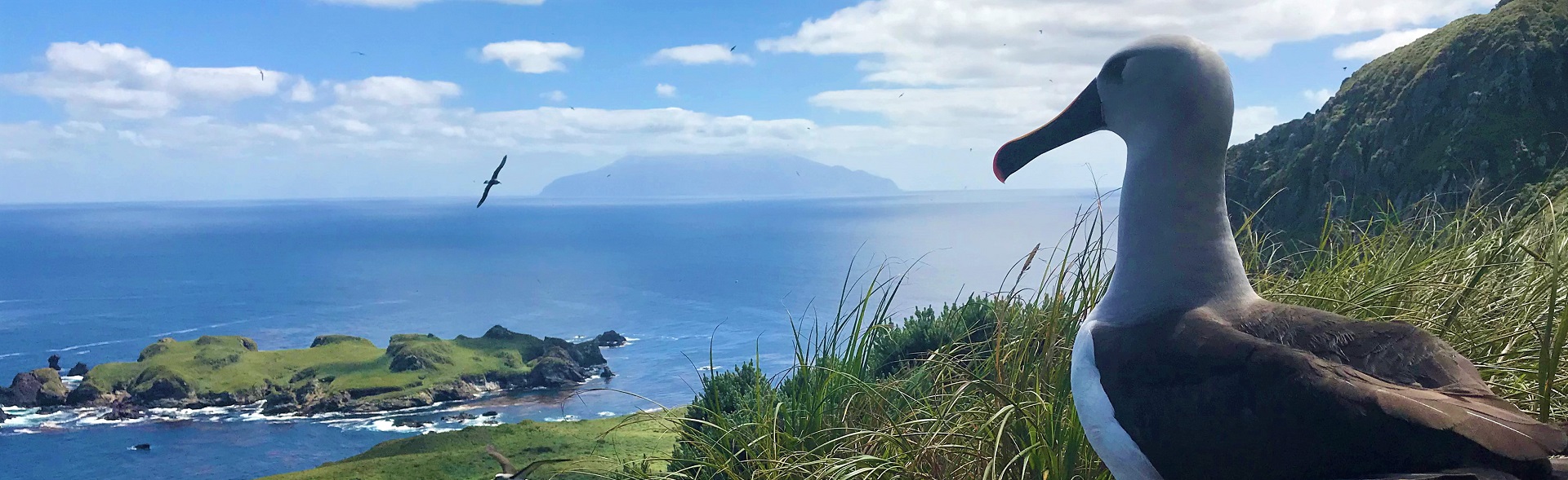 a nesting seabird looking out to sea over a small green island