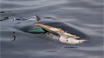 bluefin tuna swimming