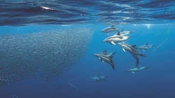 Reducing the accidental catch of whales, dolphins and porpoises in UK fisheries