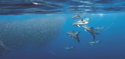 Reducing the accidental catch of whales, dolphins and porpoises in UK fisheries