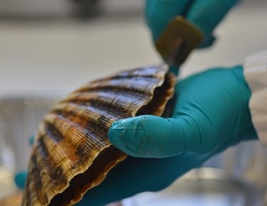 Protocols and Technical Guidance