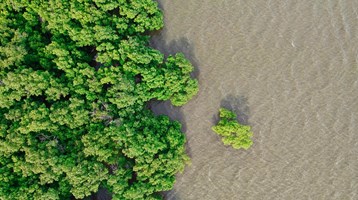 birds eye image of mangrove trees and river