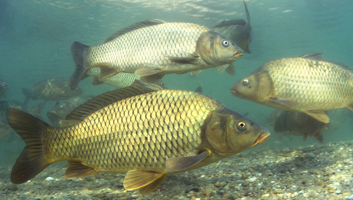 Carp swimming in water