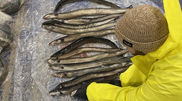 eels lying on the ground next to a person who is looking at them