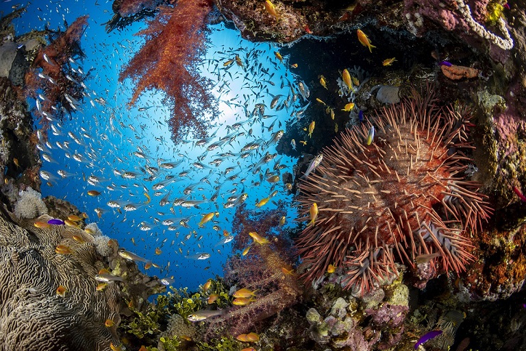 seabed image of fish and sponge