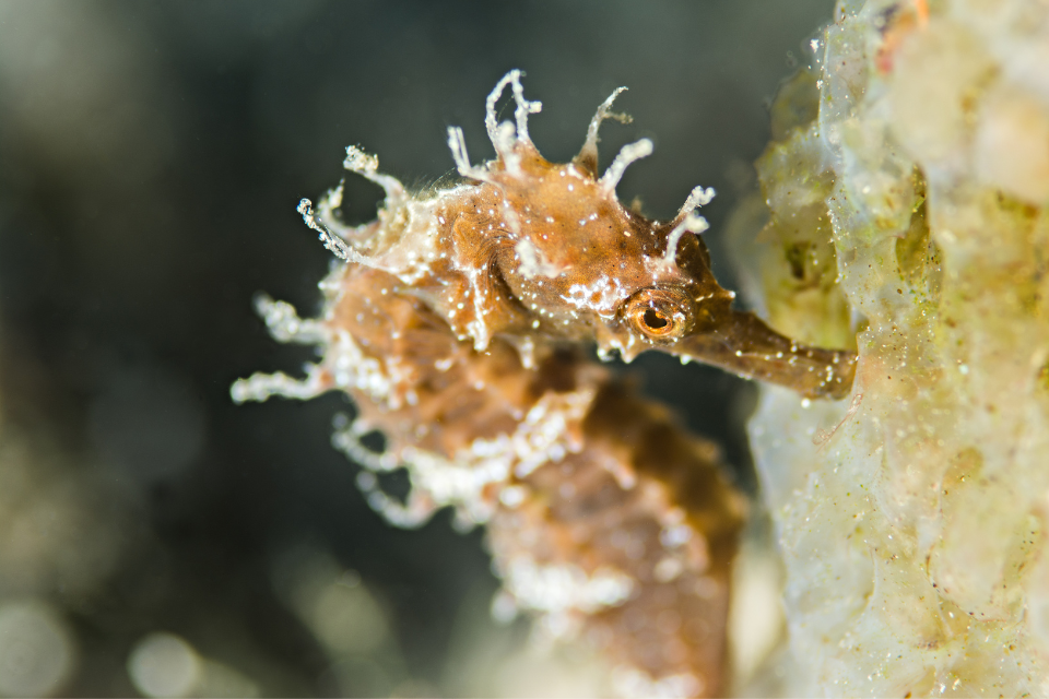 A Mediterranean sea horse captured in Crete Greece, credit: Canva