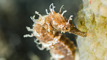 A Mediterranean sea horse captured in Crete Greece, credit: Canva