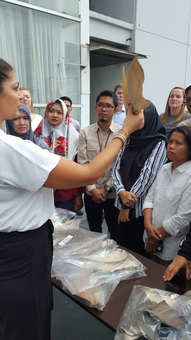 Protecting Sharks and Rays: Science and Collaboration with partners in Indonesia to Fight Illegal Wildlife Trade