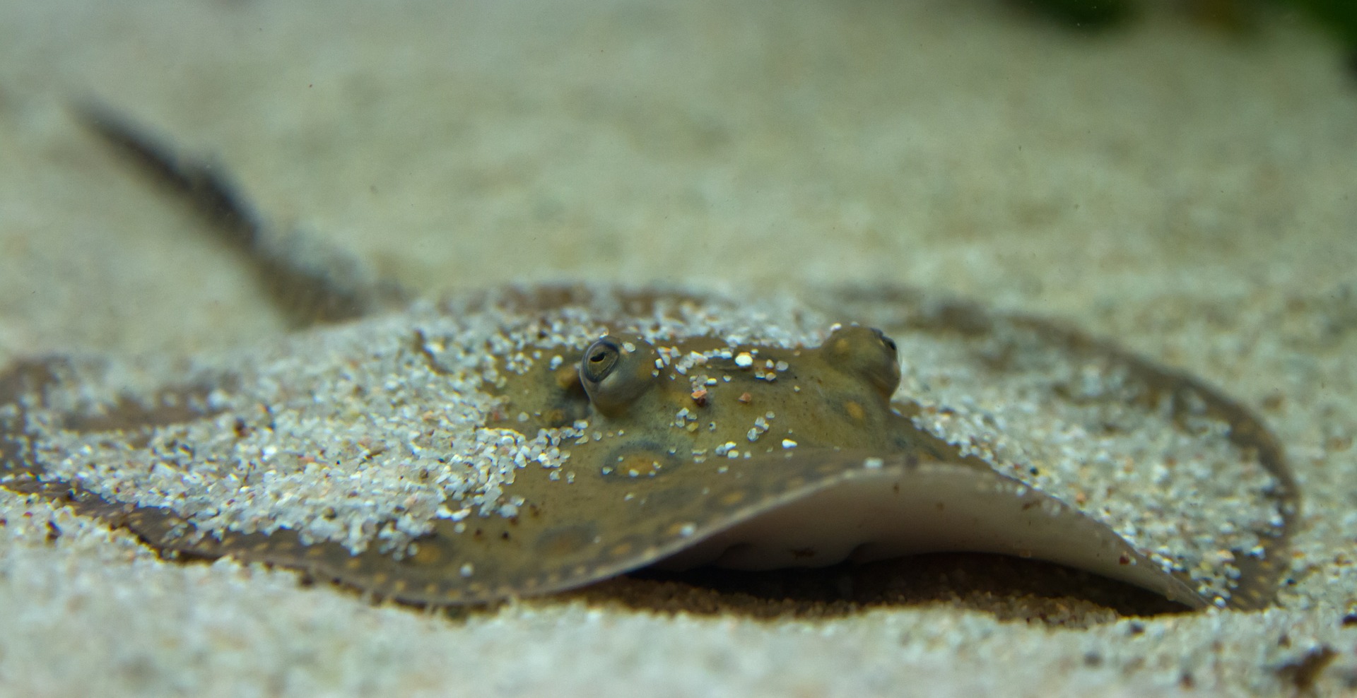 Sharks, skates and rays – back from the brink?