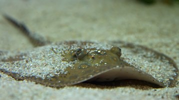Sharks, skates and rays – back from the brink?
