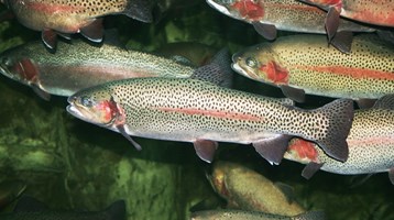 Rainbow trout swimming