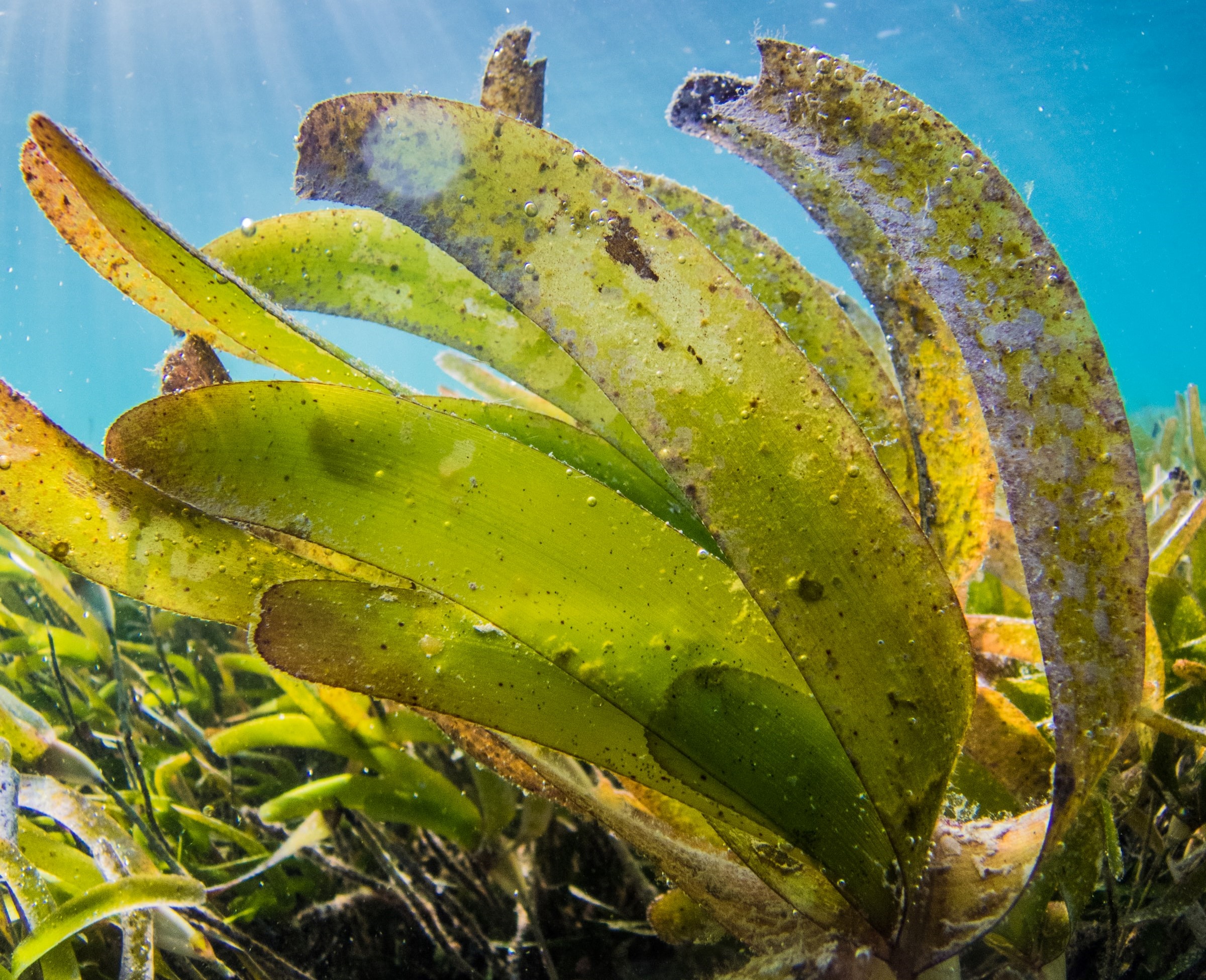 seagrass