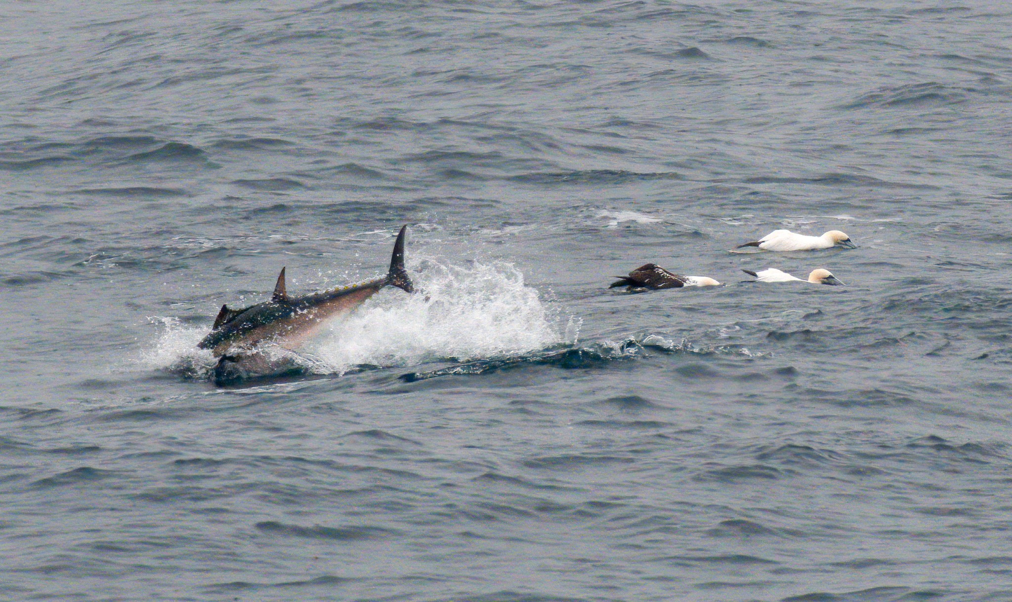 A tuna jumping out of the water