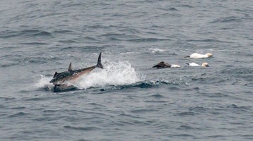 A tuna jumping out of the water