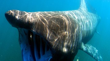 Basking shark
