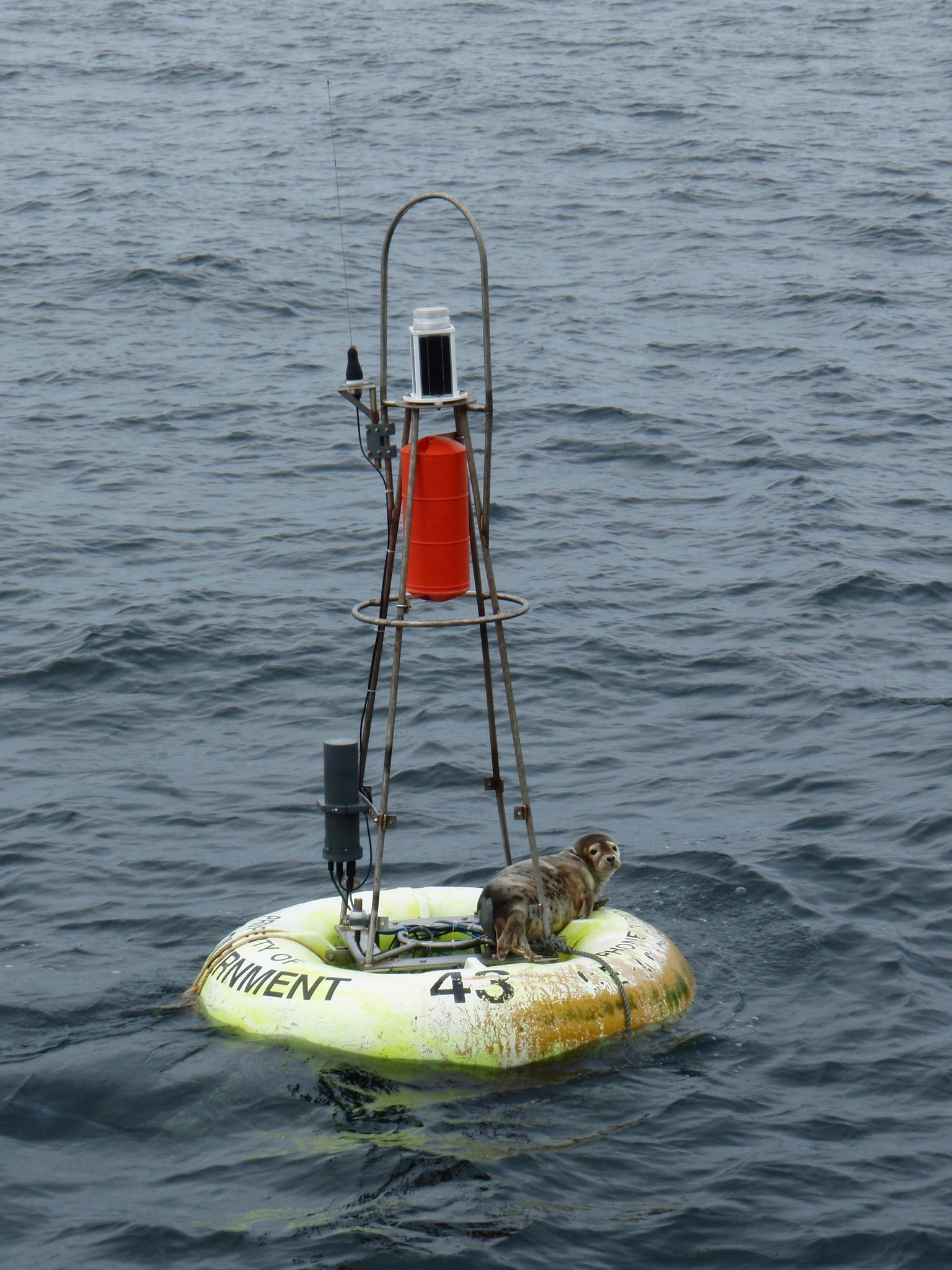 seal on a smartbuoy